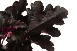 Purpurglöckchen 'Black Pearl®'
