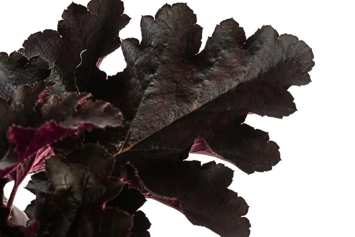 Purpurglöckchen 'Black Pearl®'