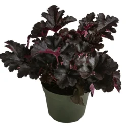 Purpurglöckchen 'Black Pearl®'