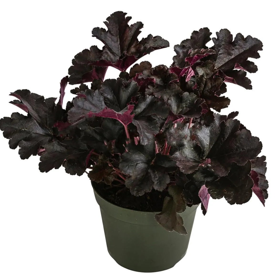 Purpurglöckchen 'Black Pearl®'