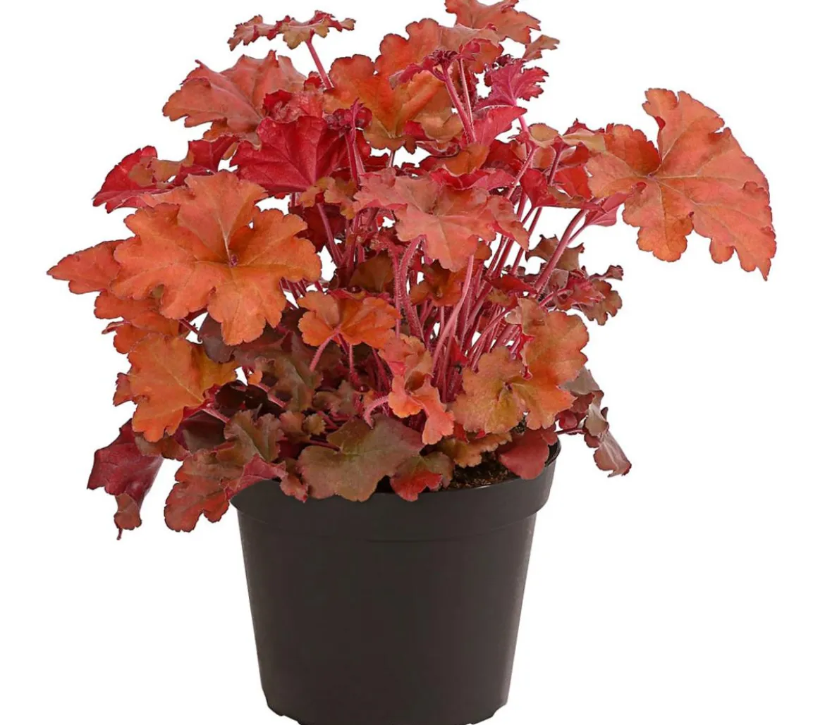 Purpurglöckchen 'Boysenberry'