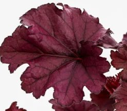 Purpurglöckchen 'Forever Purple'