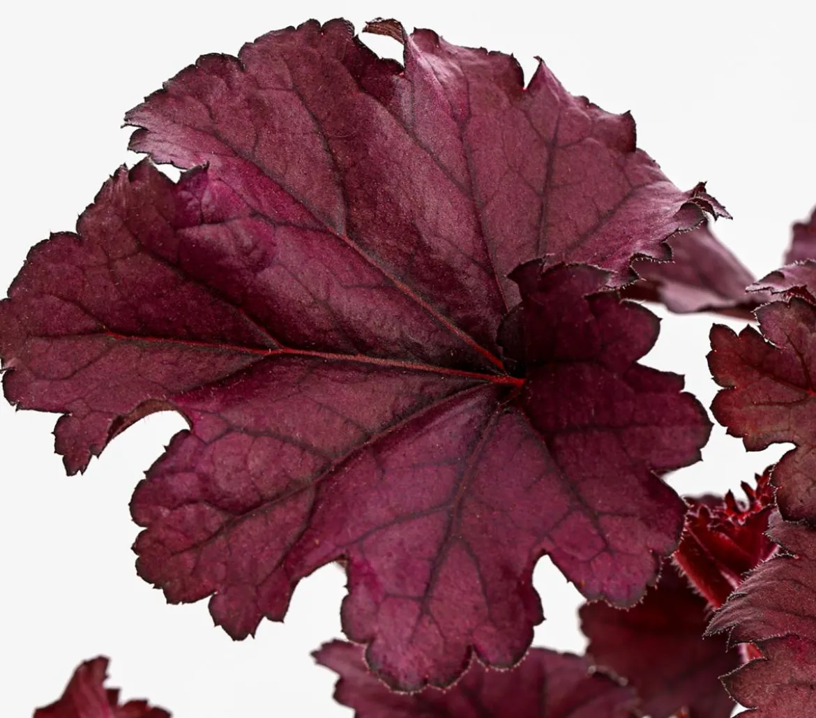 Purpurglöckchen 'Forever Purple'