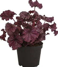 Purpurglöckchen 'Forever Purple'