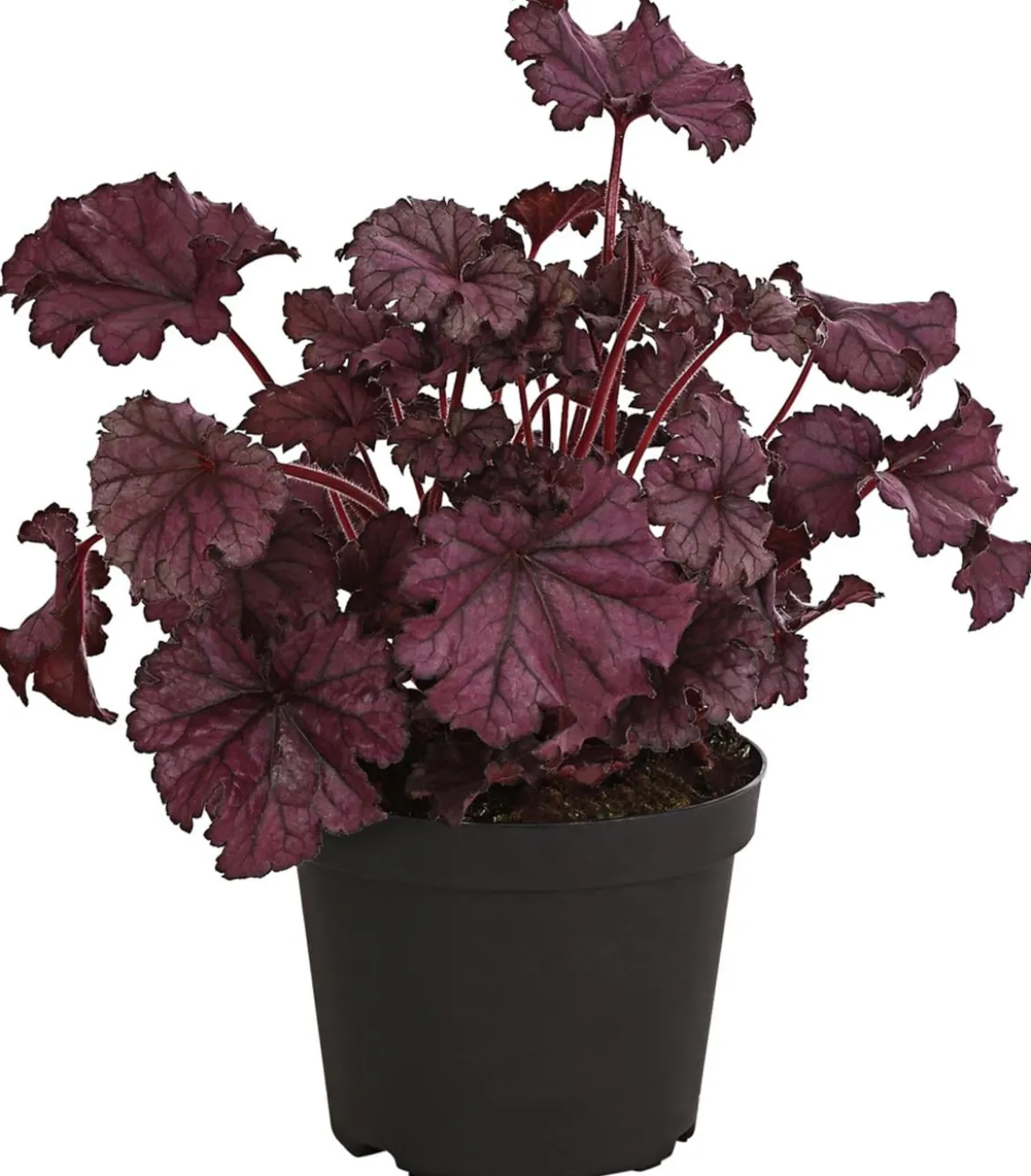 Purpurglöckchen 'Forever Purple'