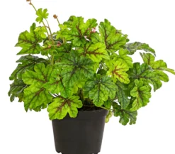 Purpurglöckchen 'Green Spice'
