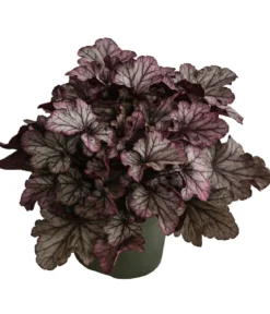 Purpurglöckchen 'Huckleberry'