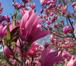 Purpur-Magnolie 'Susan'