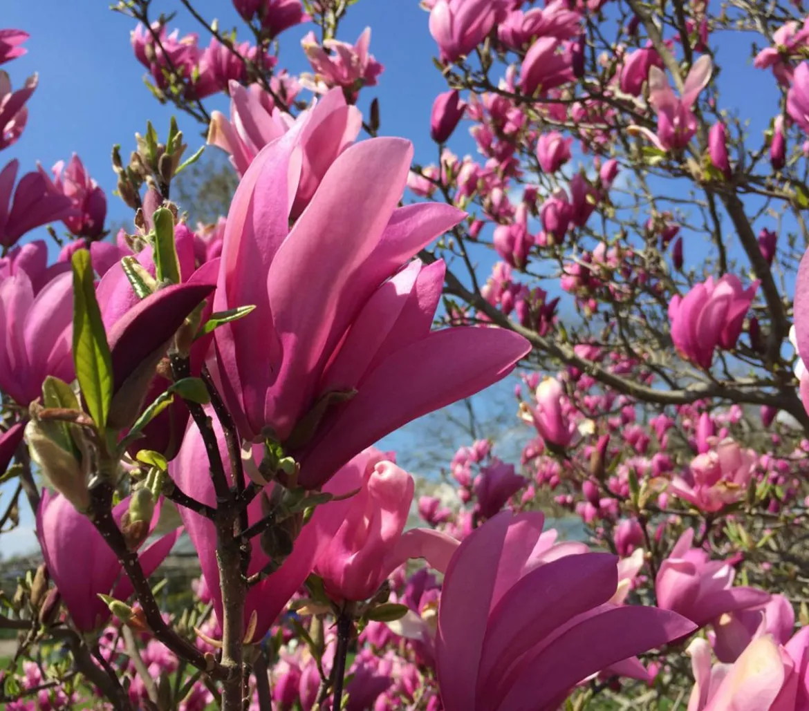 Purpur-Magnolie 'Susan'