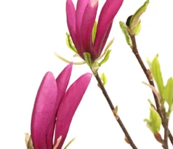 Purpur-Magnolie 'Susan'