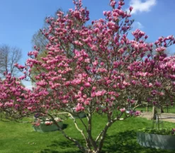 Purpur-Magnolie 'Susan'
