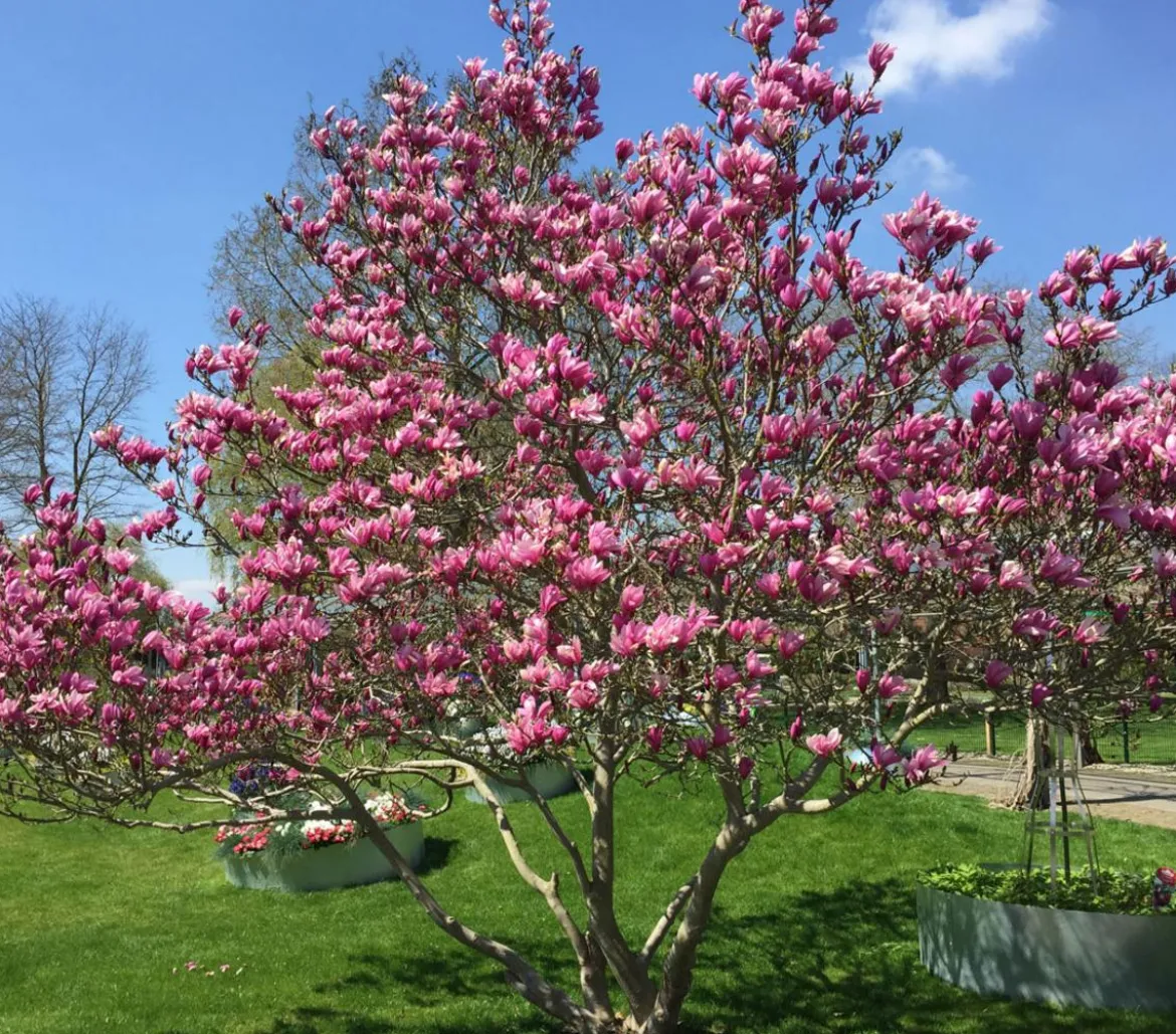 Purpur-Magnolie 'Susan'