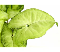 Purpurtute - Syngonium cultivars 'White Butterfly'