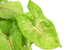 Purpurtute - Syngonium 'Golden Feel Green'