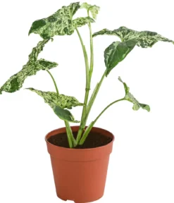 Purpurtute - Syngonium Podophyllum 'Mottled'