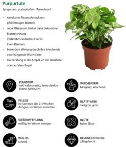 Purpurtute - Syngonium podophyllum 'Arrowhead'