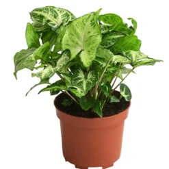Purpurtute - Syngonium podophyllum 'Arrowhead'