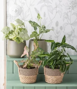 Purpurtute - Syngonium 'Wendlandii'
