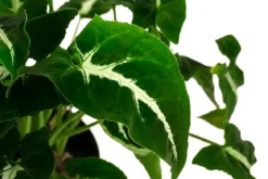 Purpurtute - Syngonium 'Wendlandii'