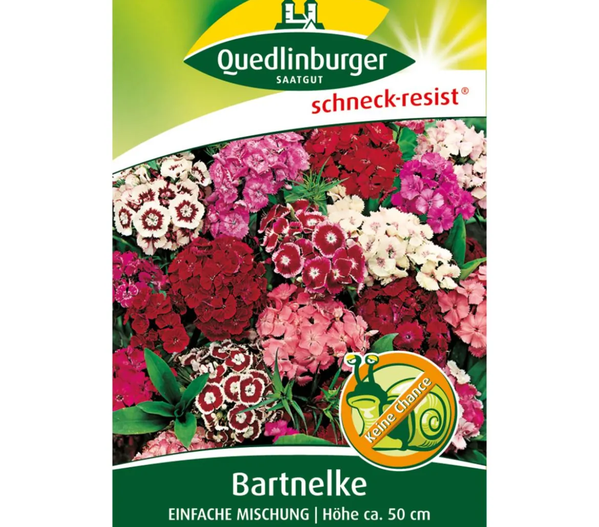 Quedlinburger Samen Bartnelke 'Einfache Mischung'