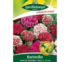 Quedlinburger Samen Bartnelke 'Gefüllte Mischung'