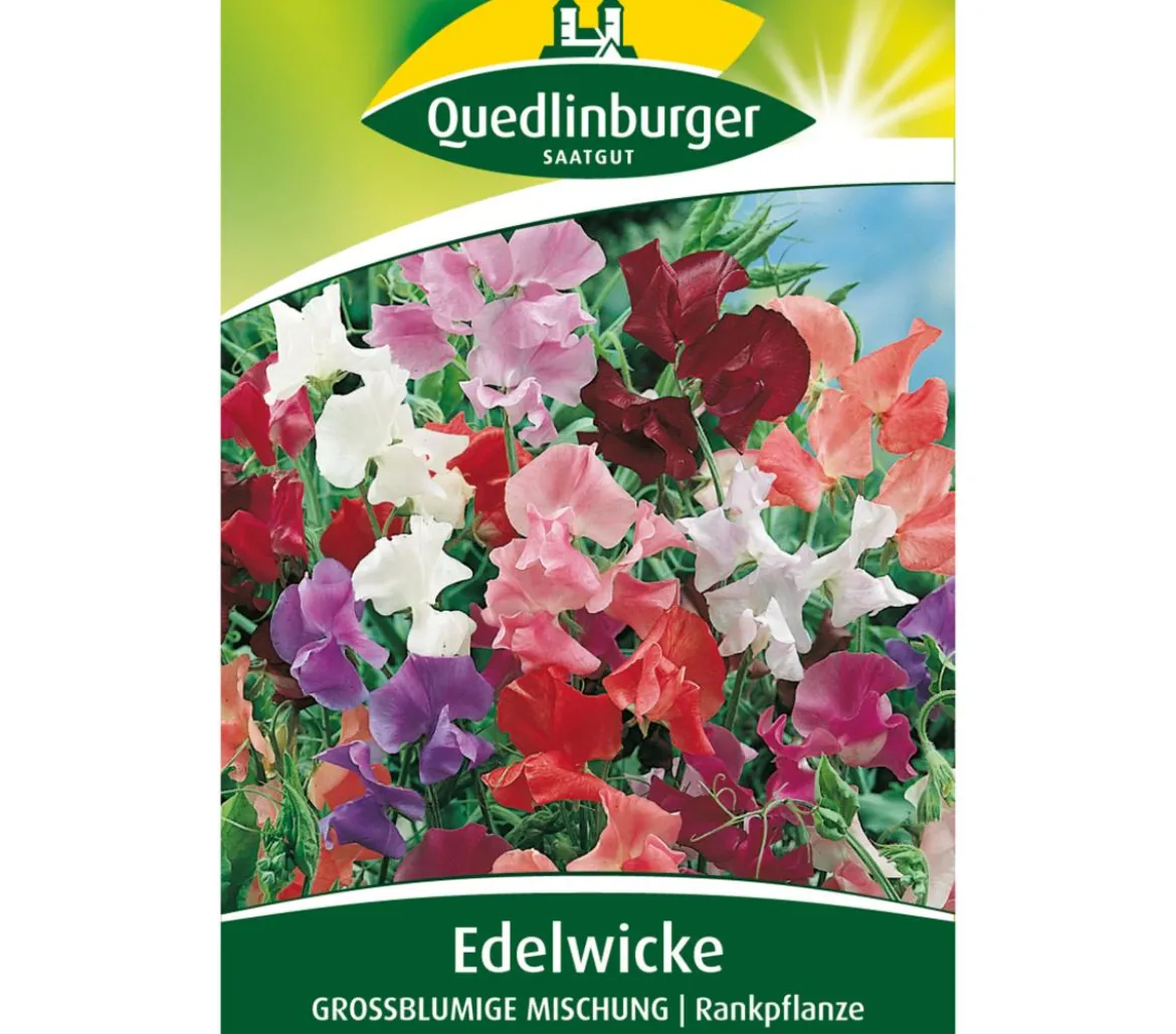 Quedlinburger Samen Edelwicke 'Grossblumige Mischung'