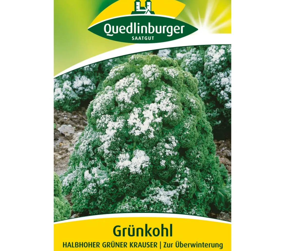 Quedlinburger Samen Grünkohl 'Halbhoher Grüner Krauser'