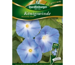 Quedlinburger Samen Königswinde 'Heavenly Blue'