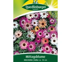 Quedlinburger Samen Mittagsblume 'Mischung'
