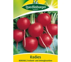 Quedlinburger Samen Radies 'Korund'