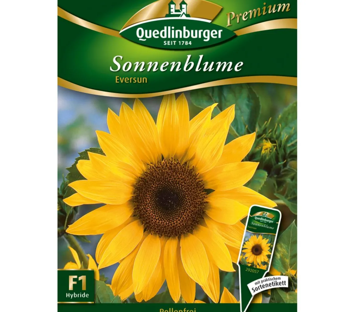 Quedlinburger Samen Sonnenblume 'Eversun'