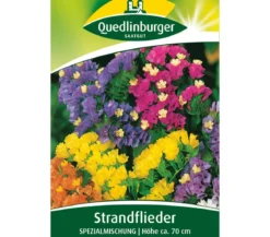Quedlinburger Samen Strandflieder 'Spezialmischung'