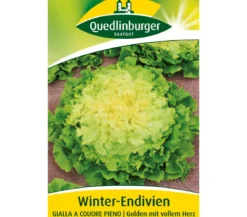 Quedlinburger Samen Winter-Endivien 'Gialla A Couore Pieno'