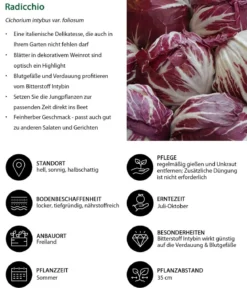 Radicchio, 6er Schale