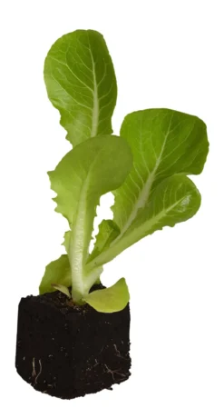 Radicchio, 6er Schale