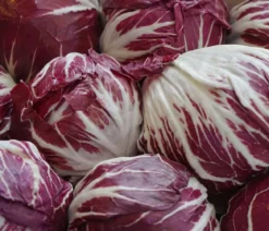 Radicchio, 6er Schale