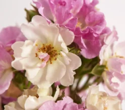 Ramblerrosen, verschiedene Sorten