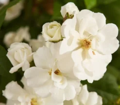 Ramblerrosen, verschiedene Sorten