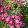 Ramblerrose 'Perennial Blue®'