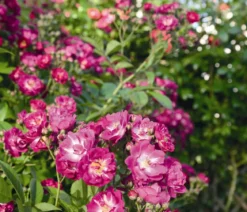 Ramblerrose 'Perennial Blue®'