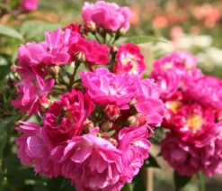 Ramblerrose 'Perennial Blue®'