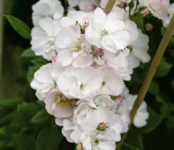 Ramblerrose 'Perennial Blush®'