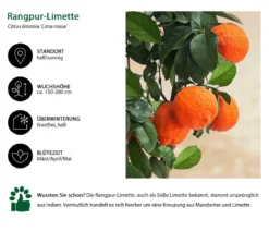 Rangpur-Limette 'Lima rossa'