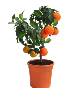 Rangpur-Limette 'Lima rossa'