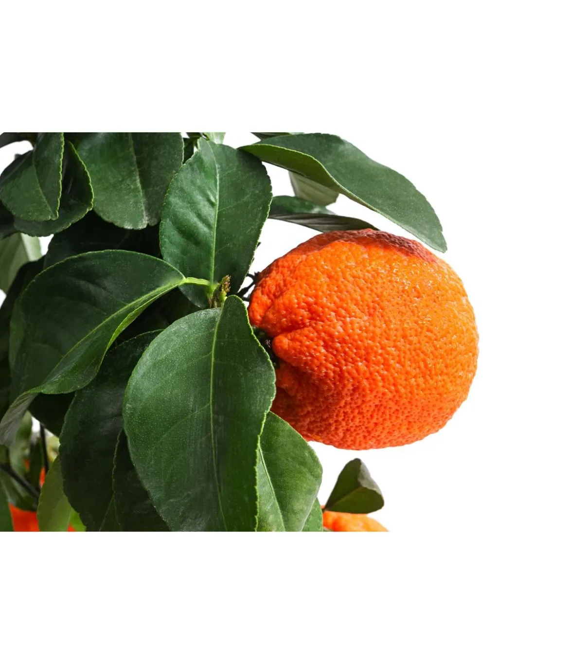 Rangpur-Limette 'Lima rossa'