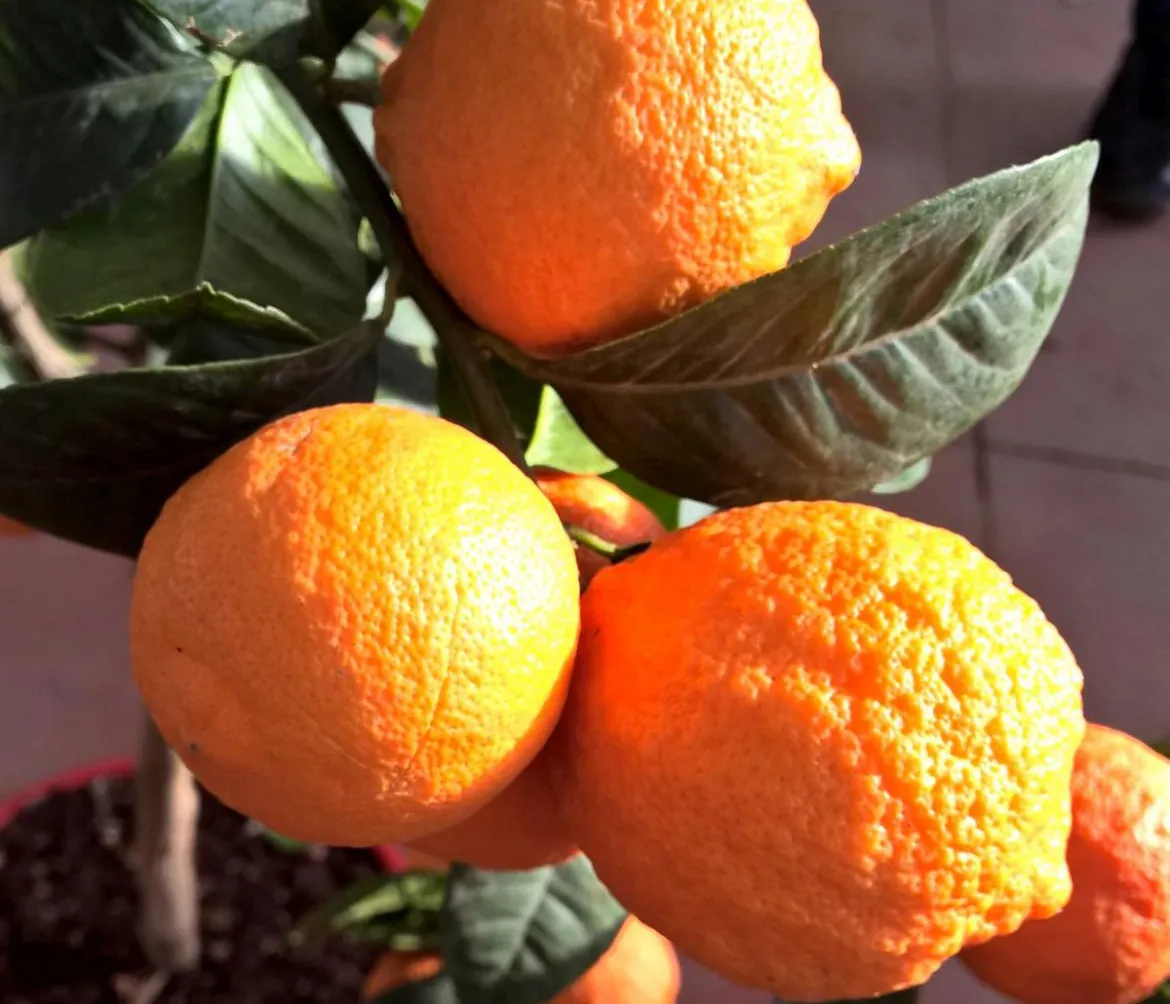Rangpur-Limette 'Lima rossa'