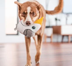 Red Dingo Hundespielzeug DURABLES Toys Kakadu