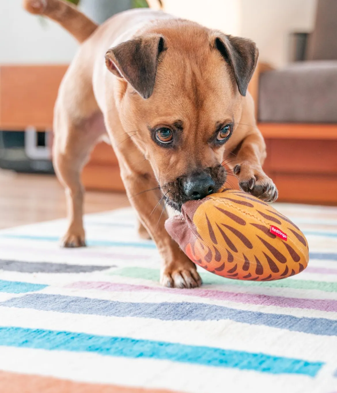 Red Dingo Hundespielzeug DURABLES Toys Nasenbär
