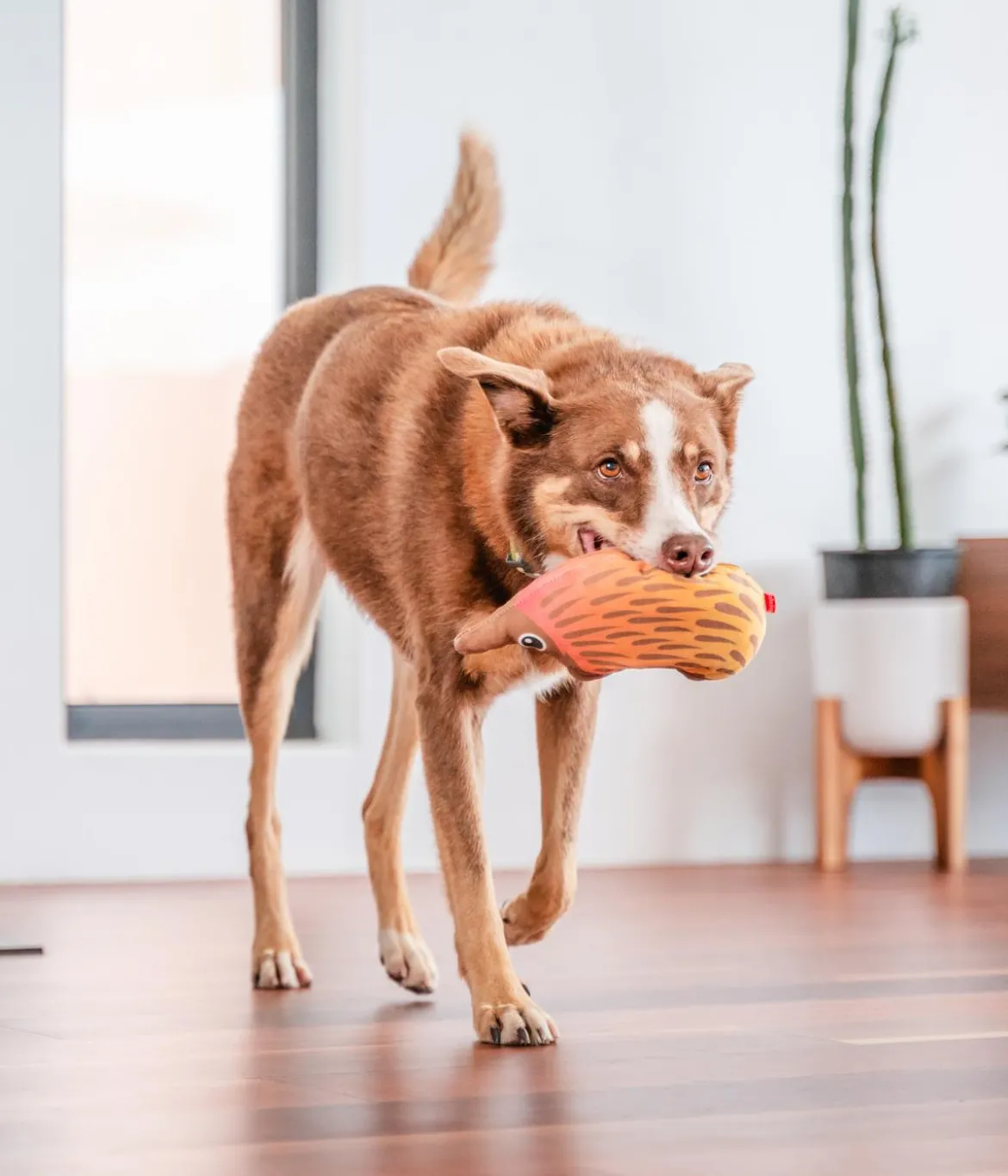 Red Dingo Hundespielzeug DURABLES Toys Nasenbär