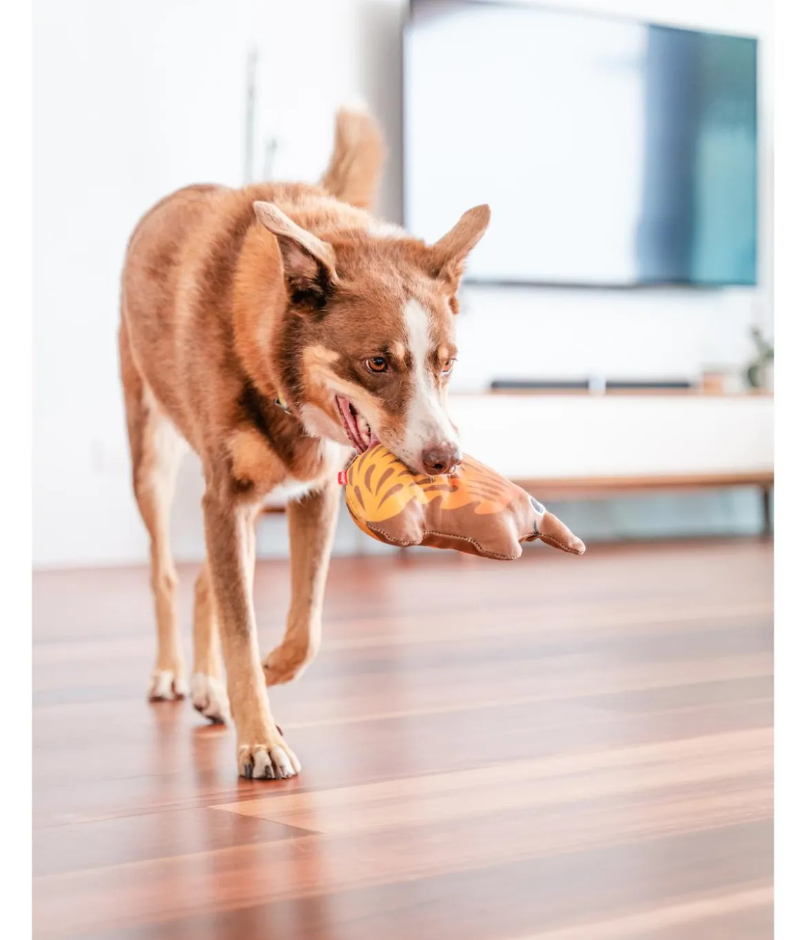 Red Dingo Hundespielzeug DURABLES Toys Nasenbär